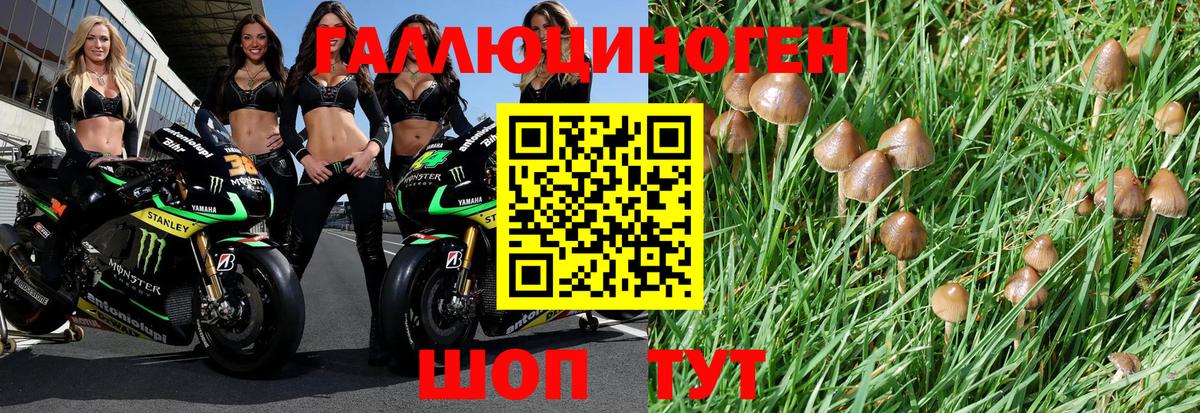 Псилоцибиновые грибы Psilocybine cubensis Белая Калитва